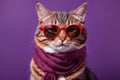 Cute Cool Cat wearing Glasses with Scarf muffler in Purple Studio background, Fashion Animal Photography, Pet photography