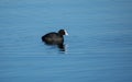 Cute coot swimming on a lake