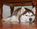 Cute Copper Female Siberian Husky