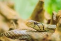 Cute copperhead racer snake, also known as radiated ratsnake, copperhead rat snake or copper-headed trinket snake is a nonvenomous