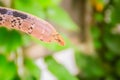 Cute copperhead racer snake, also known as radiated ratsnake, copperhead rat snake or copper-headed trinket snake is a nonvenomous