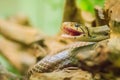 Cute copperhead racer snake, also known as radiated ratsnake, copperhead rat snake or copper-headed trinket snake is a nonvenomous