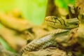 Cute copperhead racer snake, also known as radiated ratsnake, copperhead rat snake or copper-headed trinket snake is a nonvenomous