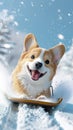 a cute corgi as it enjoys bobsledding with a cool face, its full body figure gliding down the snowy slope with a playful Royalty Free Stock Photo