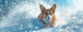 a cute corgi as it enjoys bobsledding with a cool face, its full body figure gliding down the snowy slope with a playful Royalty Free Stock Photo