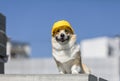 Corgi construction dog in yellow hard hat sits on the repair site against the background of buildings and blue sky
