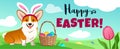 Cute corgi dog in Easter bunny costume sits in green field, basket full of candy eggs, eggs hidden in grass, vector cartoon