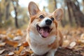 Cute corgi dog