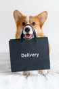 Cute corgi dog holding shopping bag on the nose. Delivery