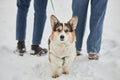 Cute corgi dog with leash and harness looking at camera enjoying walk in winter Royalty Free Stock Photo