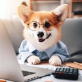 Cute corgi dog looking into computer laptop working in glasses and shirt Royalty Free Stock Photo