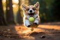 Cute corgi dog playing. A funny active dog jumps and catches a ball. Happy active puppy having fun