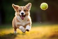 Cute corgi dog playing. A funny active dog jumps and catches a ball. Happy active puppy having fun