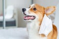 Cute corgi dog posing in medical mask. Concept healthe lifestyle, illness and epidemic