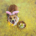 Cute corgi dog puppy in Easter bunny ears sits with a basket of eggs surrounded by bright yellow holi colors Royalty Free Stock Photo