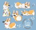Cute Corgi Dog Puppy Play Vector Set. Funny Fox Pet Character Collection. Awesome Happy Brown Doggy Isolated on Blue
