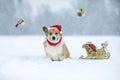 Cute corgi dog in a red Santa hat sitting in the snow in a winter park and watching a flock of flying bird tits