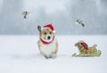 Holiday card with cute corgi dog in a red Santa hat sitting in the snow in a winter park and watching a flock of flying bird tits