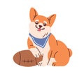 Cute Corgi dog with rugby ball portrait. Funny amusing puppy athlete. Adorable active doggy. Lovely canine animal and