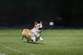 Corgi dog runs for a soccer ball on a sports field