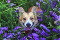 Corgi dog sits on a blooming summer lilac meadow and smiles sweetly devoutly looking up Royalty Free Stock Photo