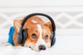 Cute corgi dog in stylish blue bomber jacket sitting and wireless headphones Royalty Free Stock Photo