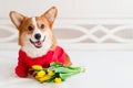 Cute corgi dog in stylish red bomber jacket sit near tulip flowers. Concept pet fashion, mothers day, valentines day