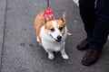Cute corgi dog tied by leash and walk with owner Royalty Free Stock Photo