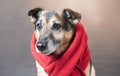 Cute Corgi dog wearing a red scarf