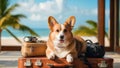 Cute corgi dog wearing sunglasses and sitting on travel suitcase and waiting for a trip. Pet travel concept Royalty Free Stock Photo