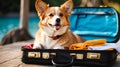 Cute corgi dog wearing sunglasses and sitting on travel suitcase and waiting for a trip. Pet travel concept Royalty Free Stock Photo