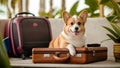 Cute corgi dog wearing sunglasses and sitting on travel suitcase and waiting for a trip. Pet travel concept Royalty Free Stock Photo