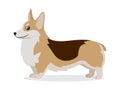 Cute corgi icon, small playful dog with short paws isolated, domestic animal, pet, vector illustration