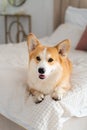 Cute corgi lying on the bed in a bedroom. Cozy autumn, winter concept. Welsh corgi Pembroke dog lying on a plaid on a bad and
