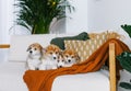 Corgi puppies on home sofa Royalty Free Stock Photo