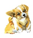 Cute Corgi puppy dog watercolor illustration isolated on white.