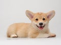 Cute Corgi puppy lying and smiling