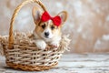 Cute Corgi puppy with red bow in basket, rustic brick wall on background