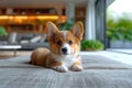 Cute Corgi Puppy Relaxing in a Modern Living Room.