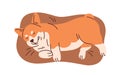 Cute corgi sleeping on pet s bed, soft pillow. Adorable funny sleepy puppy dreaming, lying and relaxing on doggy cushion