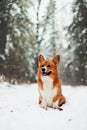 Cute corgi in the snowfall