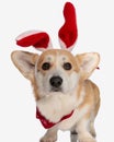 cute corgi wearing red easter bunny ears