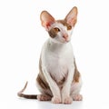 Cute Cornish Rex breed cat portrait close-up isolated on white,