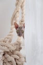 Cute cornish rex cat peeking out from behind the curtain Royalty Free Stock Photo