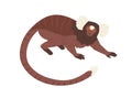 Cute Cotton-top Tamarin With Long Hair On Head And Forehead. Small Squirrel-sized Monkey Crawling. Hand-drawn Exotic