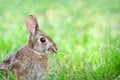 Cute Cottontail bunny rabbit munching grass