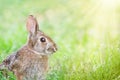 Cute Cottontail bunny rabbit in spring grass
