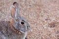 Cute Cottontail Rabbit Portrait Royalty Free Stock Photo