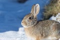 Cute Cottontail Rabbit Royalty Free Stock Photo