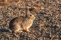 Cute Cottontail Rabbit Royalty Free Stock Photo